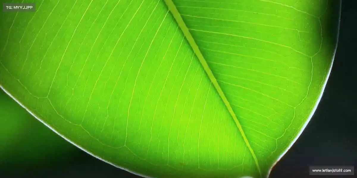 PG电子官方网站每一次跳跃,都是对极限的挑战!⛹️♀️